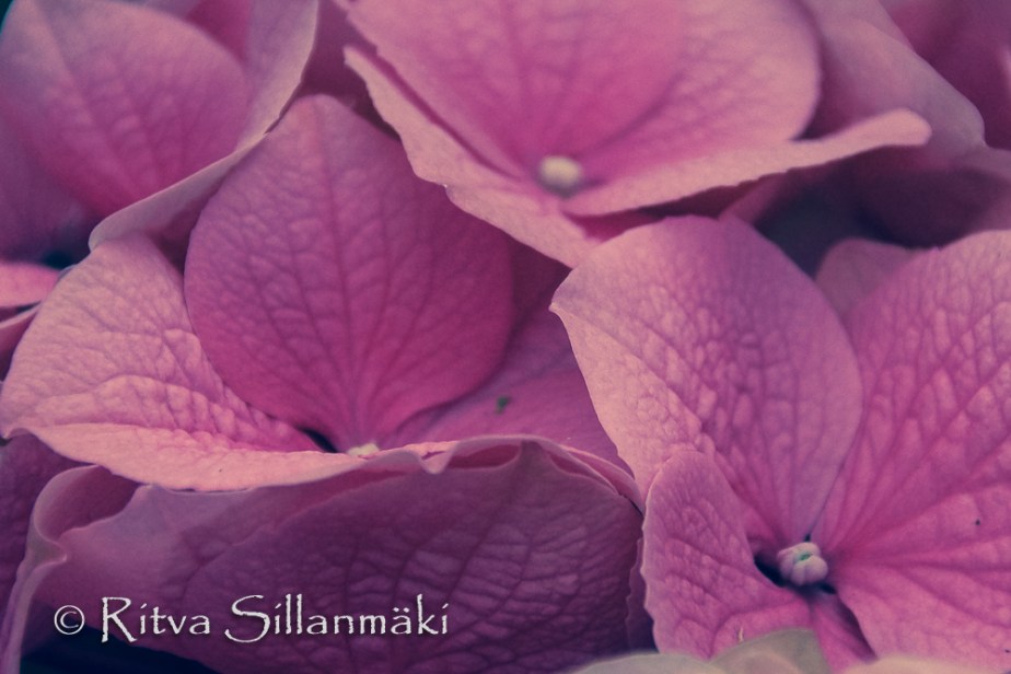 Ritva Sillanmäki  (39 of 98)