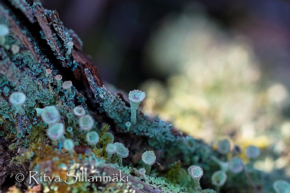 Ritva Sillanmäki  (56 of 98)