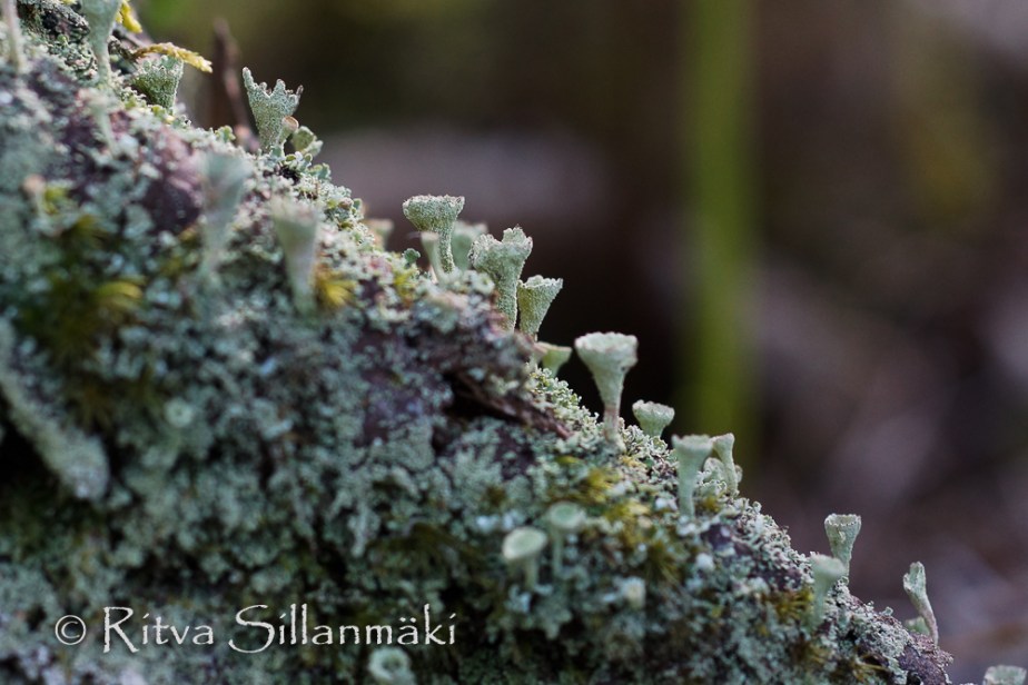 Ritva Sillanmäki  (61 of 98)