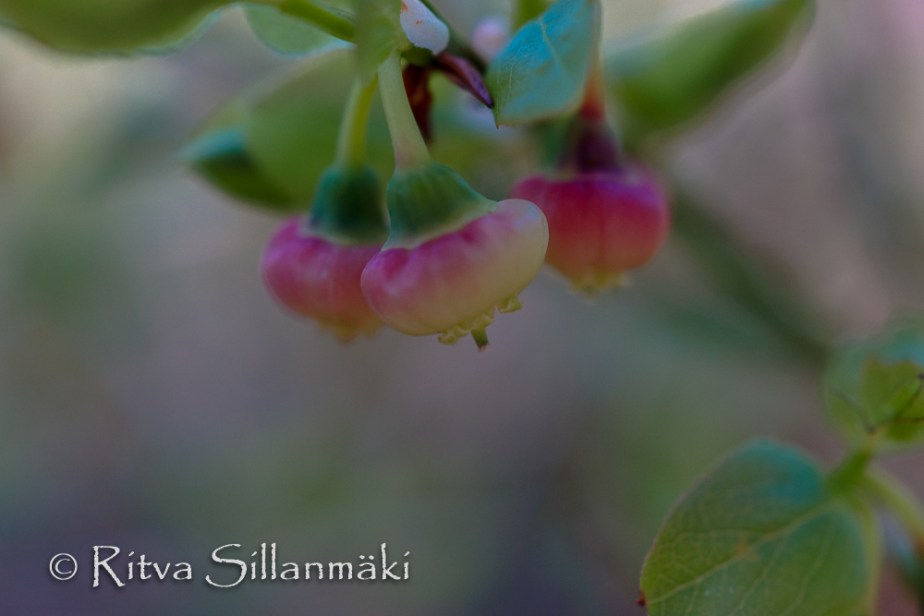 Ritva Sillanmäki  (78 of 98)