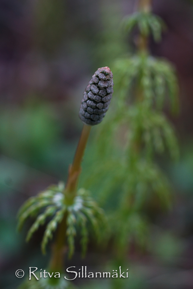 Ritva Sillanmäki - spring 2015 (28 of 102)