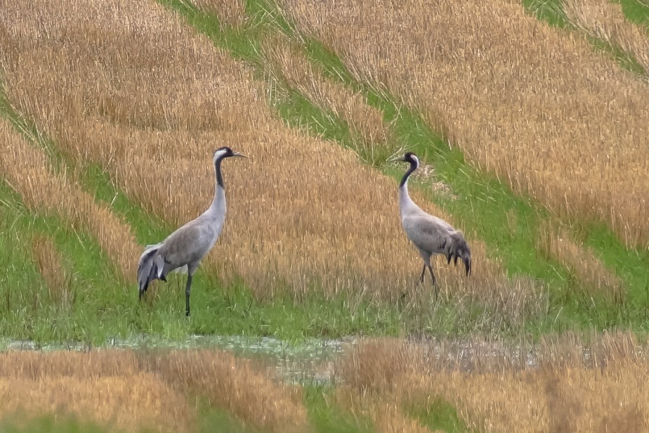 Ritva Sillanmäki - spring 2015 (3 of 8)