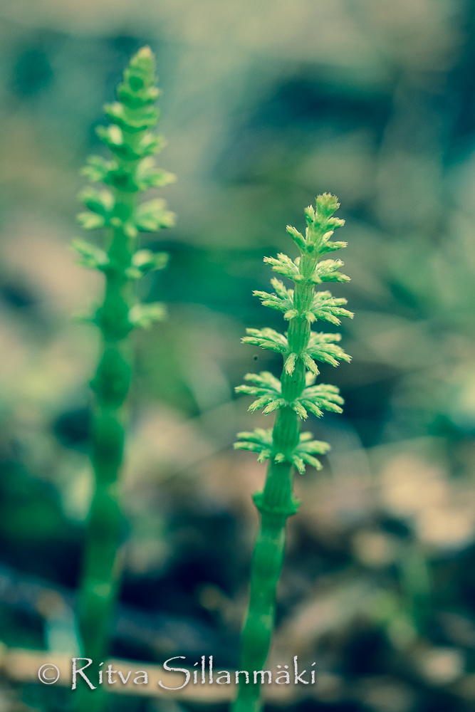 Ritva Sillanmäki - spring 2015 (38 of 102)