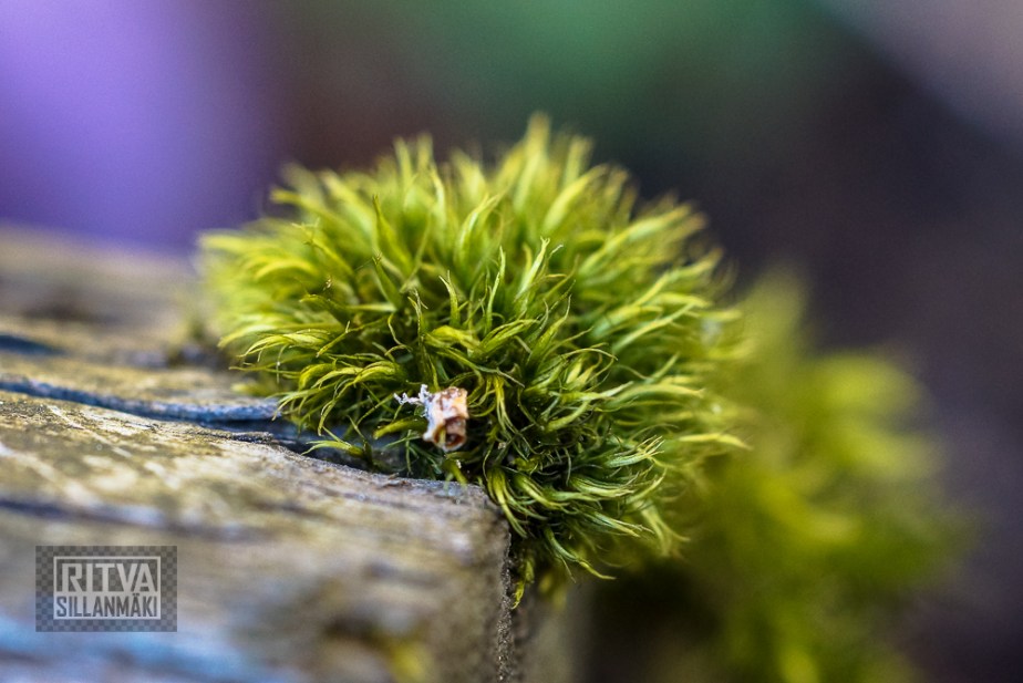 -Ritva Sillanmäki9515 (15 of 67)