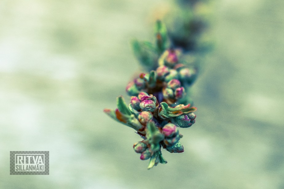 -Ritva Sillanmäki9515 (25 of 67)