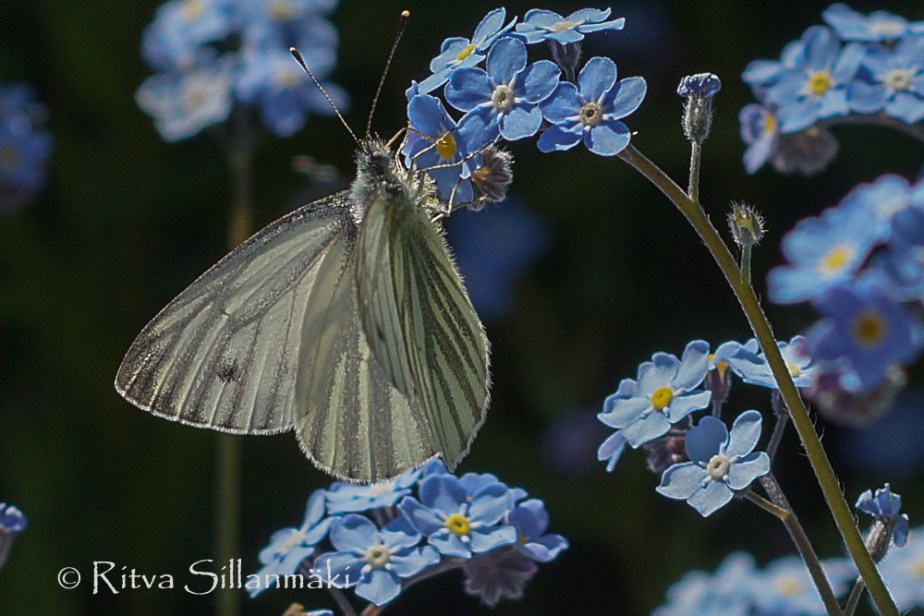 zoo Herlsinki (14 of 345)