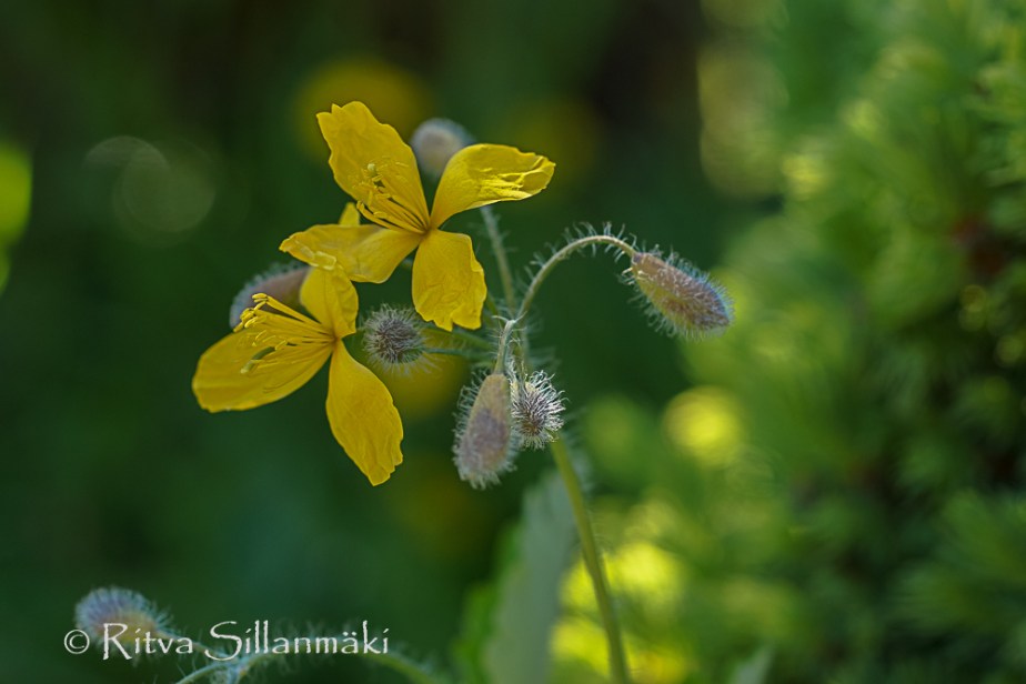 zoo Herlsinki (16 of 345)