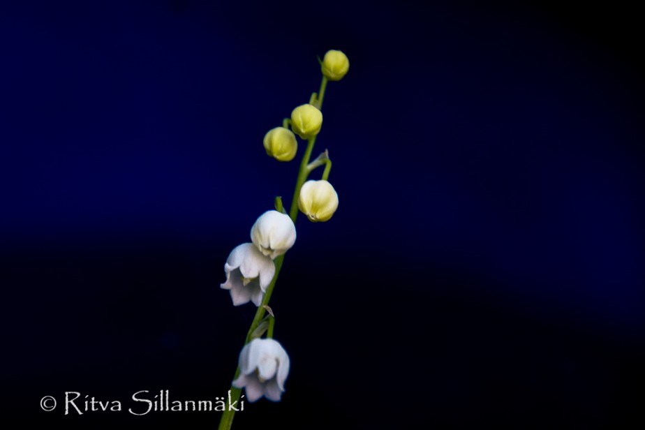 June7-15- Ritva Sillanmäki (24 of 32)