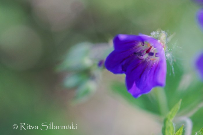 wild flower- Ritva Sillanmäki (1 of 1)-5