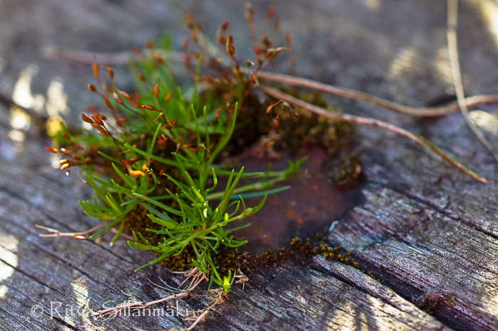 zoo Herlsinki (35 of 345)