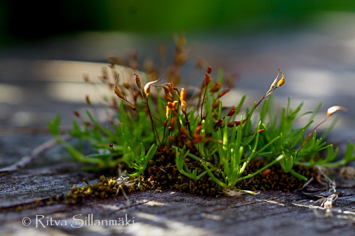 zoo Herlsinki (40 of 345)