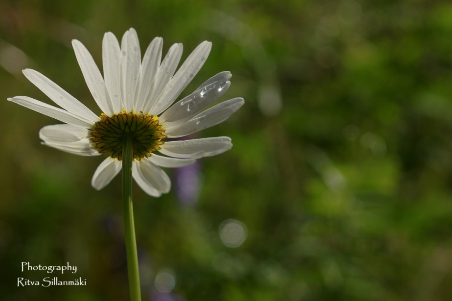 country side (111 of 153)