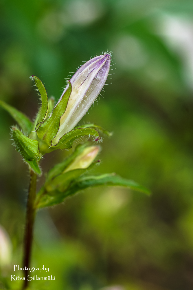 country side (15 of 153)