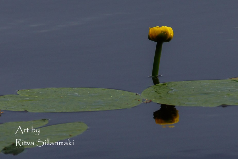 SImple water lily