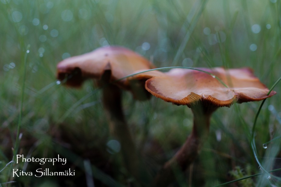 RS August nature (12 of 85)