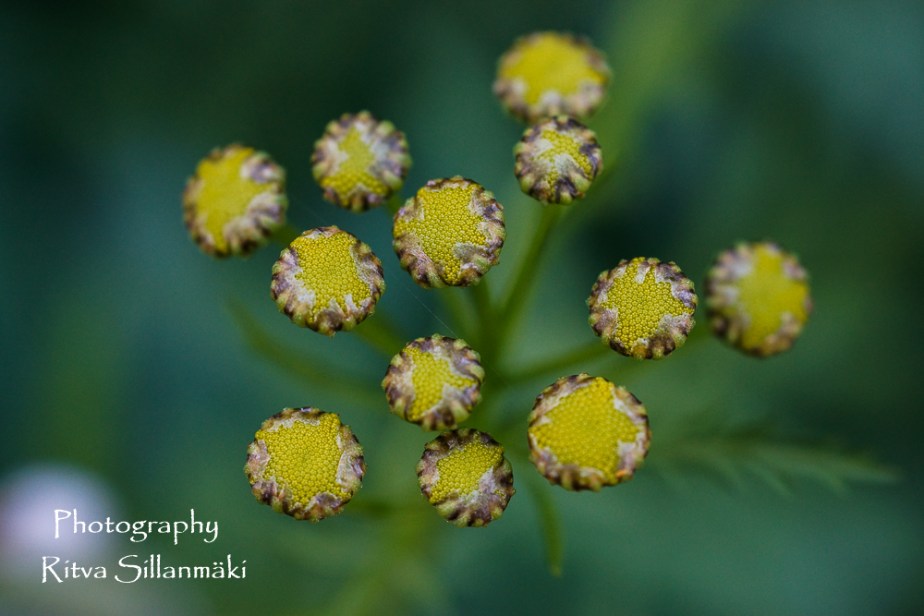 RS August nature (28 of 85)