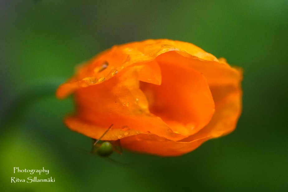 summer flowers (25 of 104)