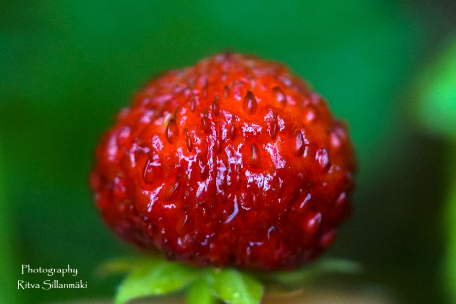 summer flowers (31 of 104)