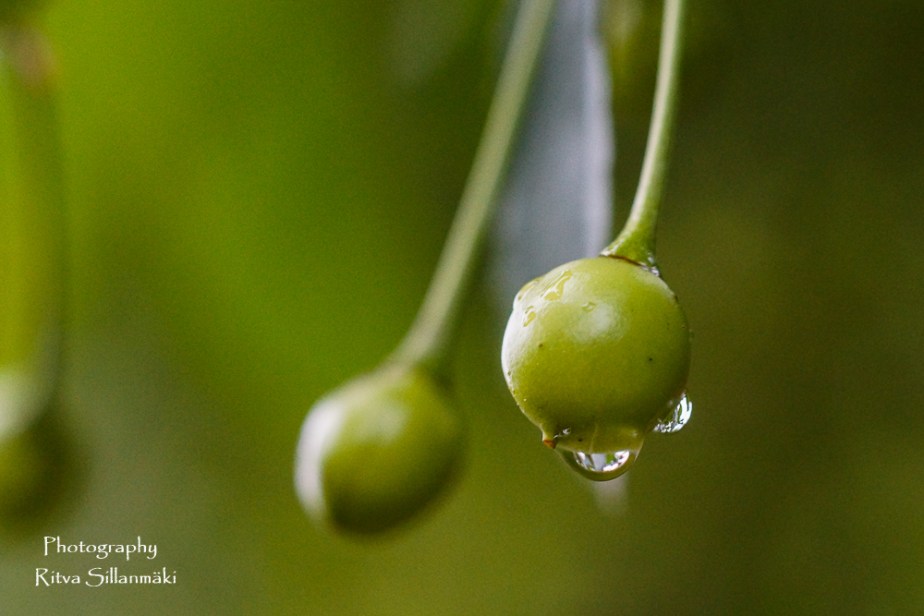 summer flowers (34 of 104)