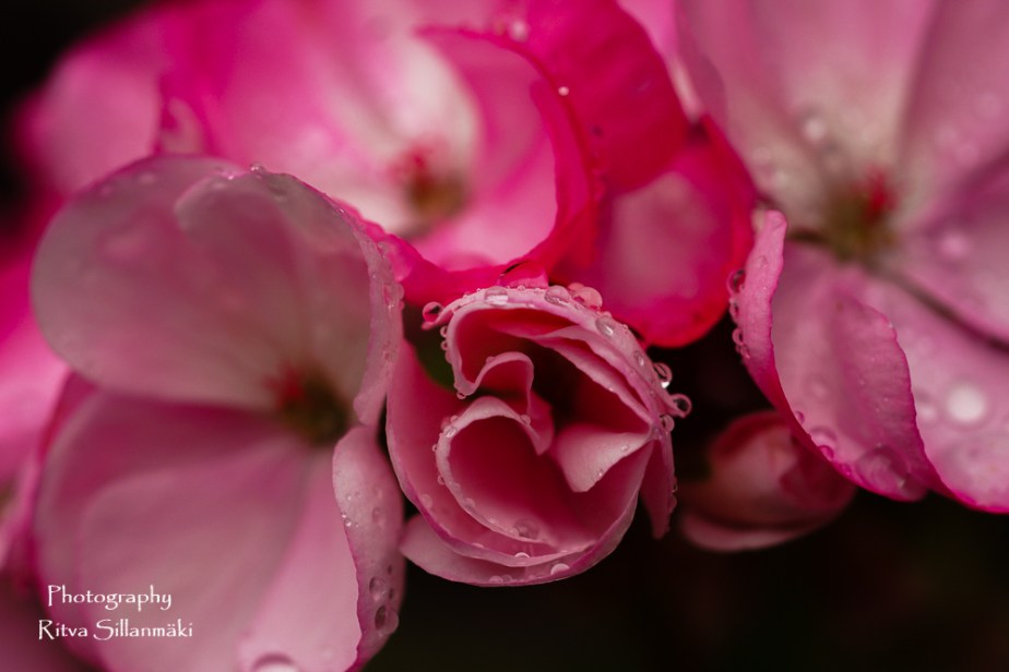 summer flowers (47 of 104)