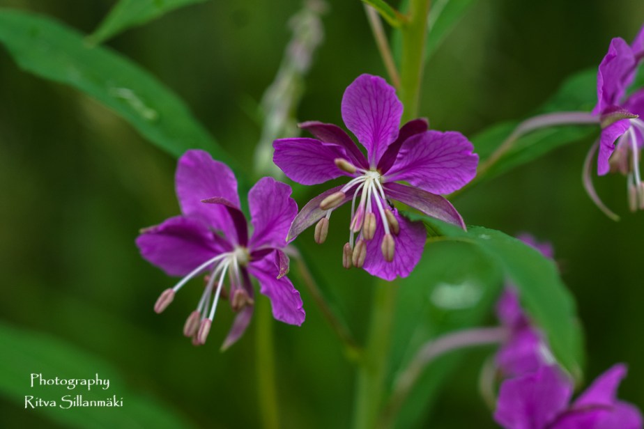 summer flowers (69 of 104)