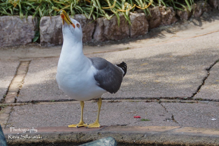 Capri -RS 6-2015 (146 of 396)