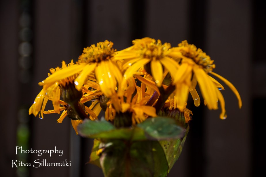 Flowers of September (1 of 23)