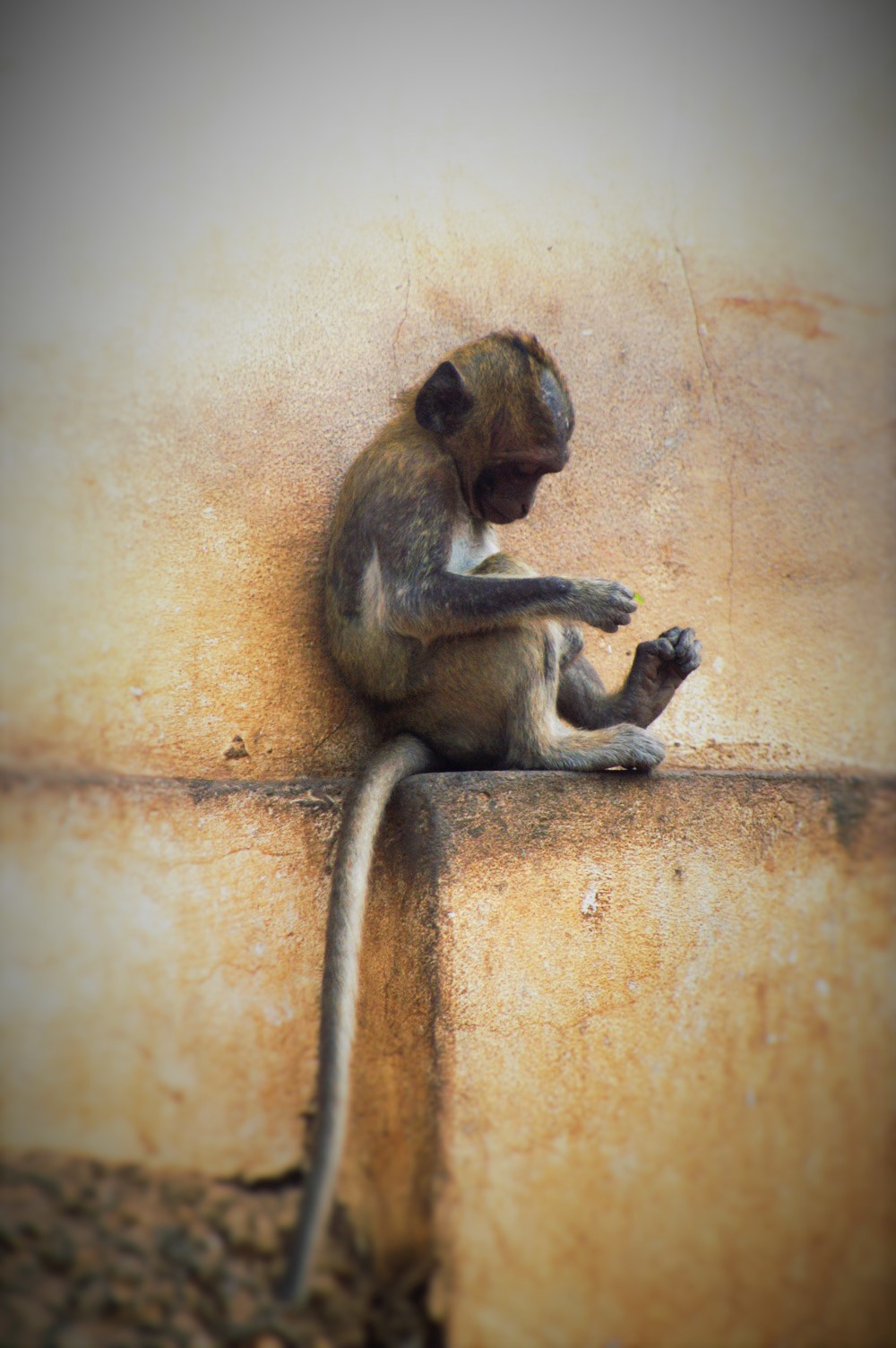 KONICA MINOLTA DIGITAL CAMERA