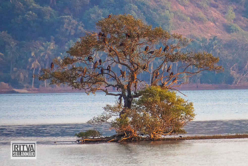 Chapora River (54)-2