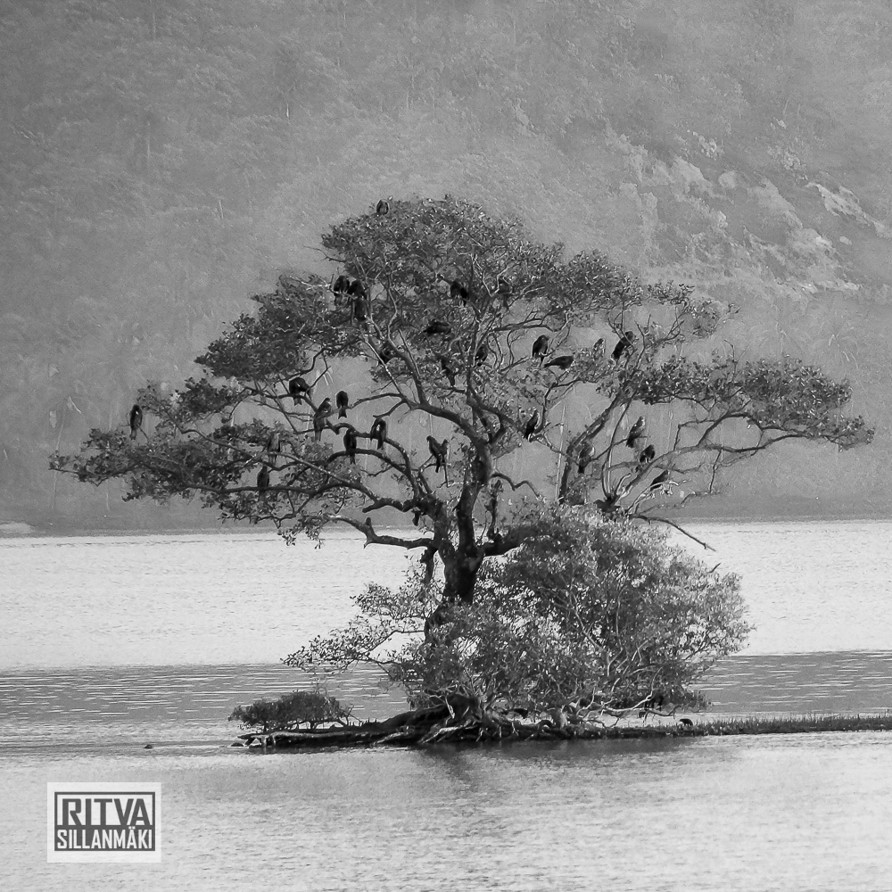 Chapora River (54)-3