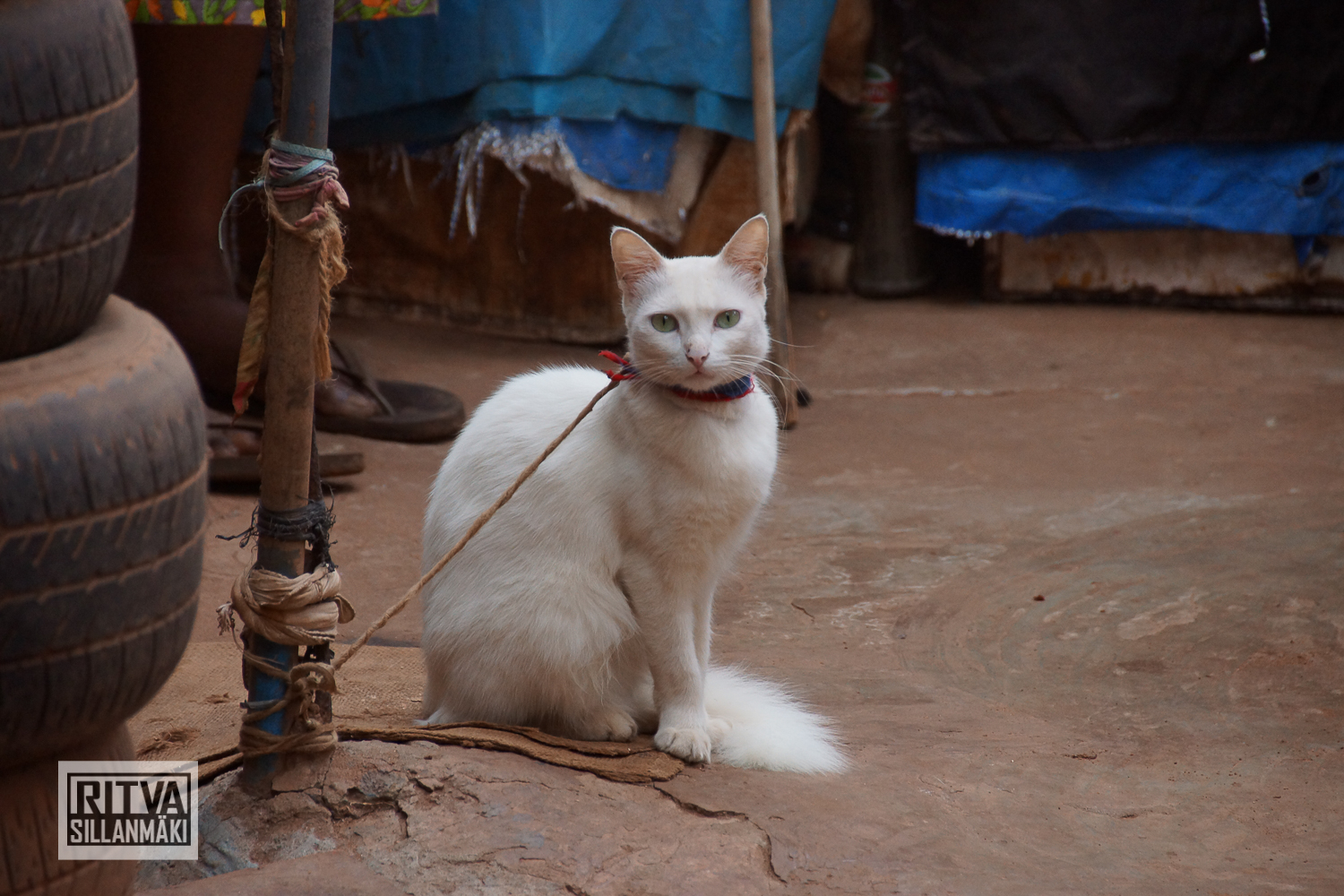 Goa India, Chapora River (657)
