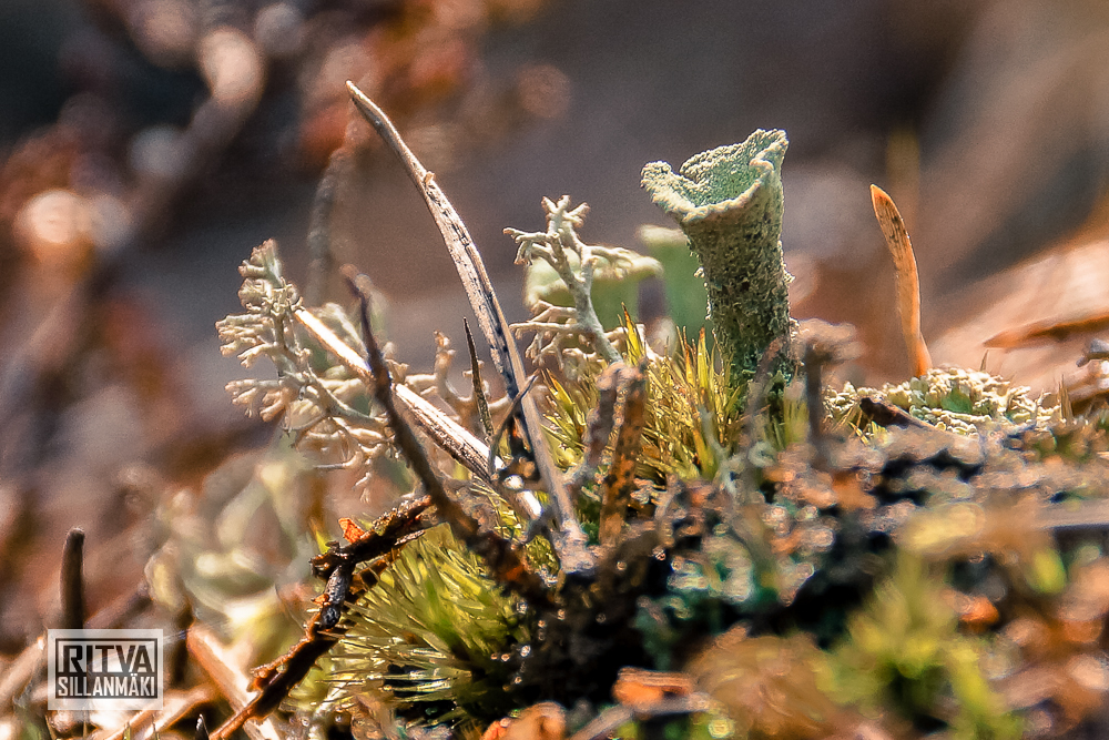 Kevät 28-3-16 (31)-2