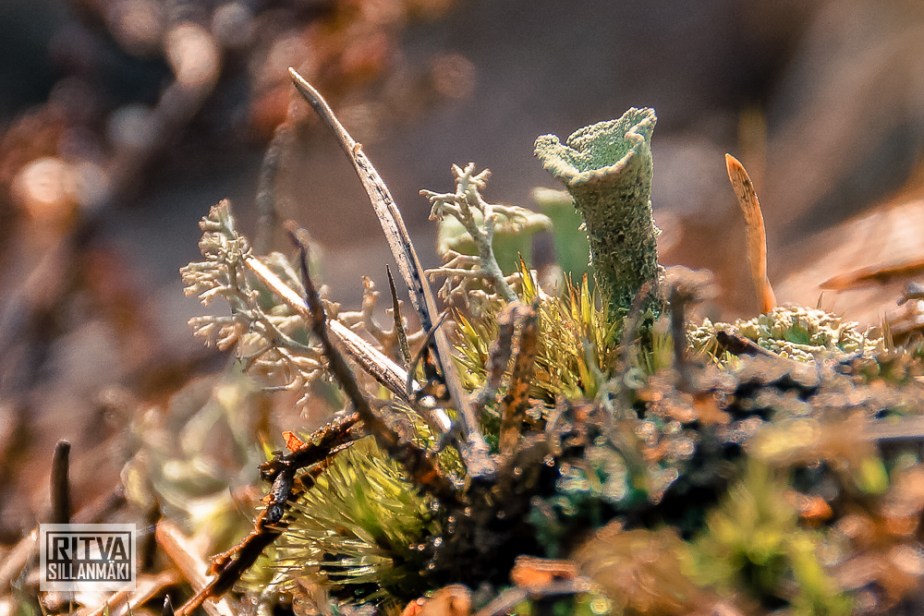 Kevät 28-3-16 (31)-2