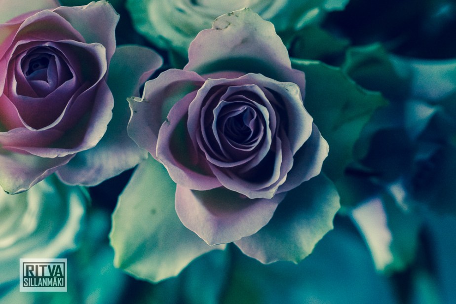 Roses on bloom-00918