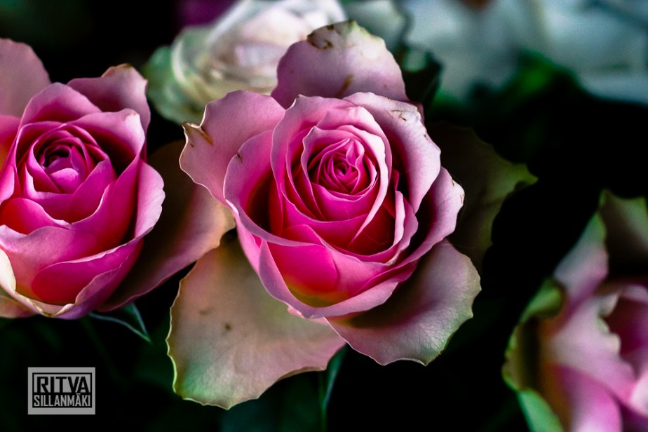 Roses on bloom-00937