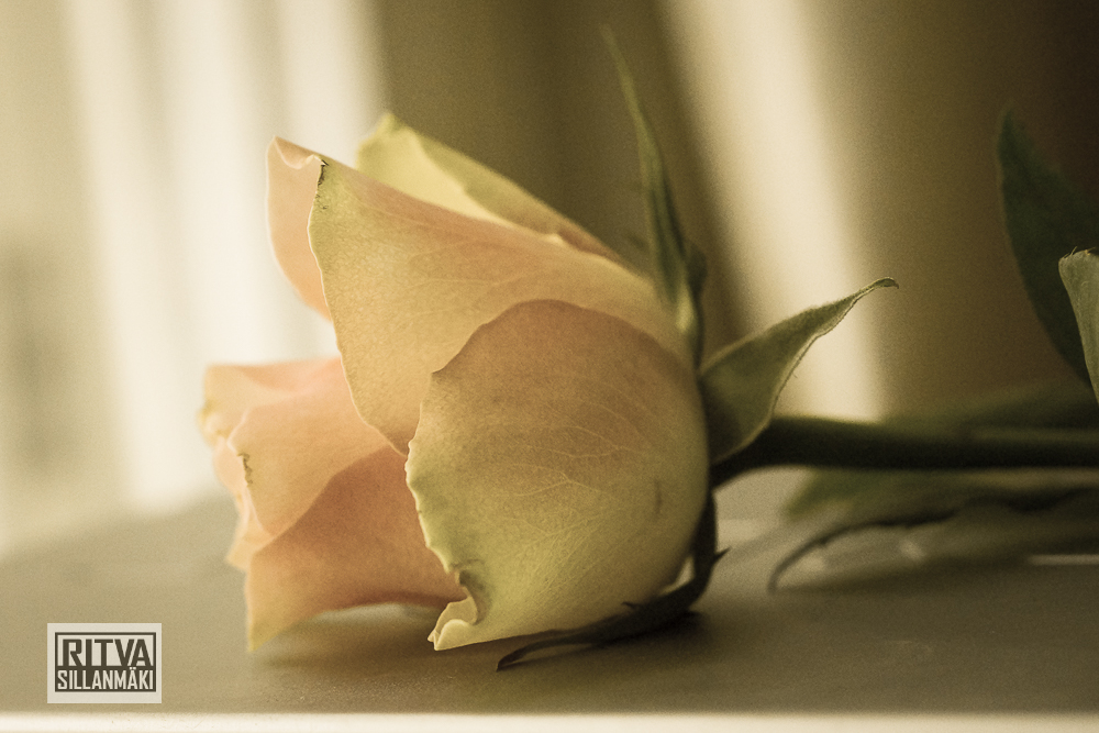 Roses on bloom-00943