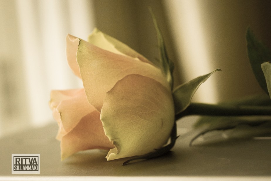 Roses on bloom-00943