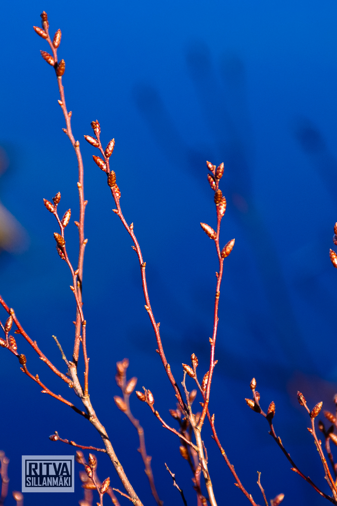 seppälän ranta-01299