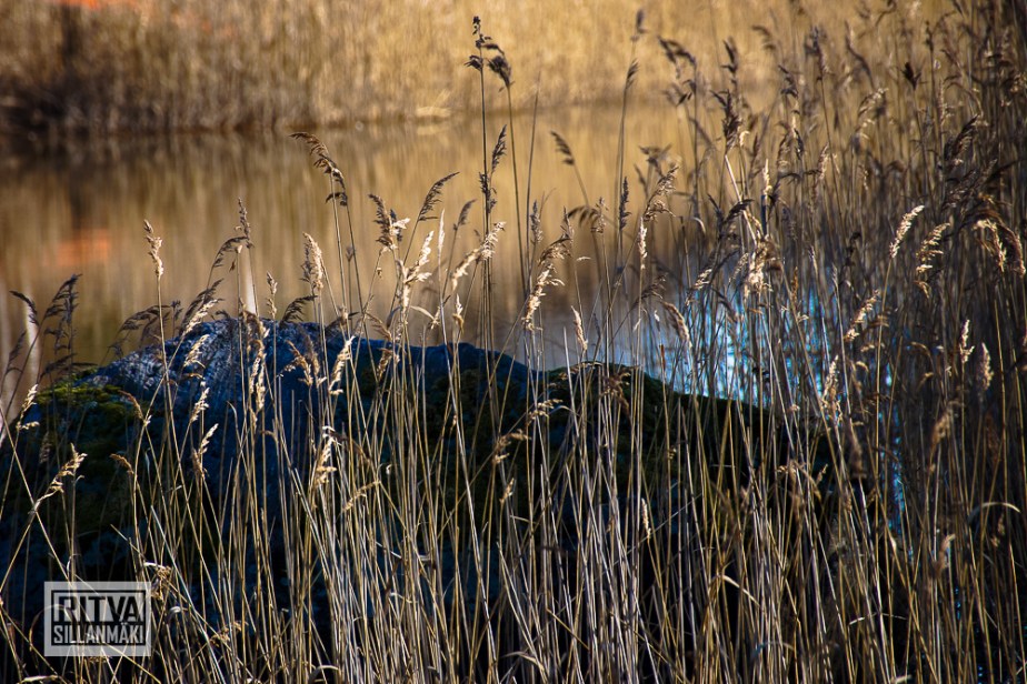 seppälän ranta-01310