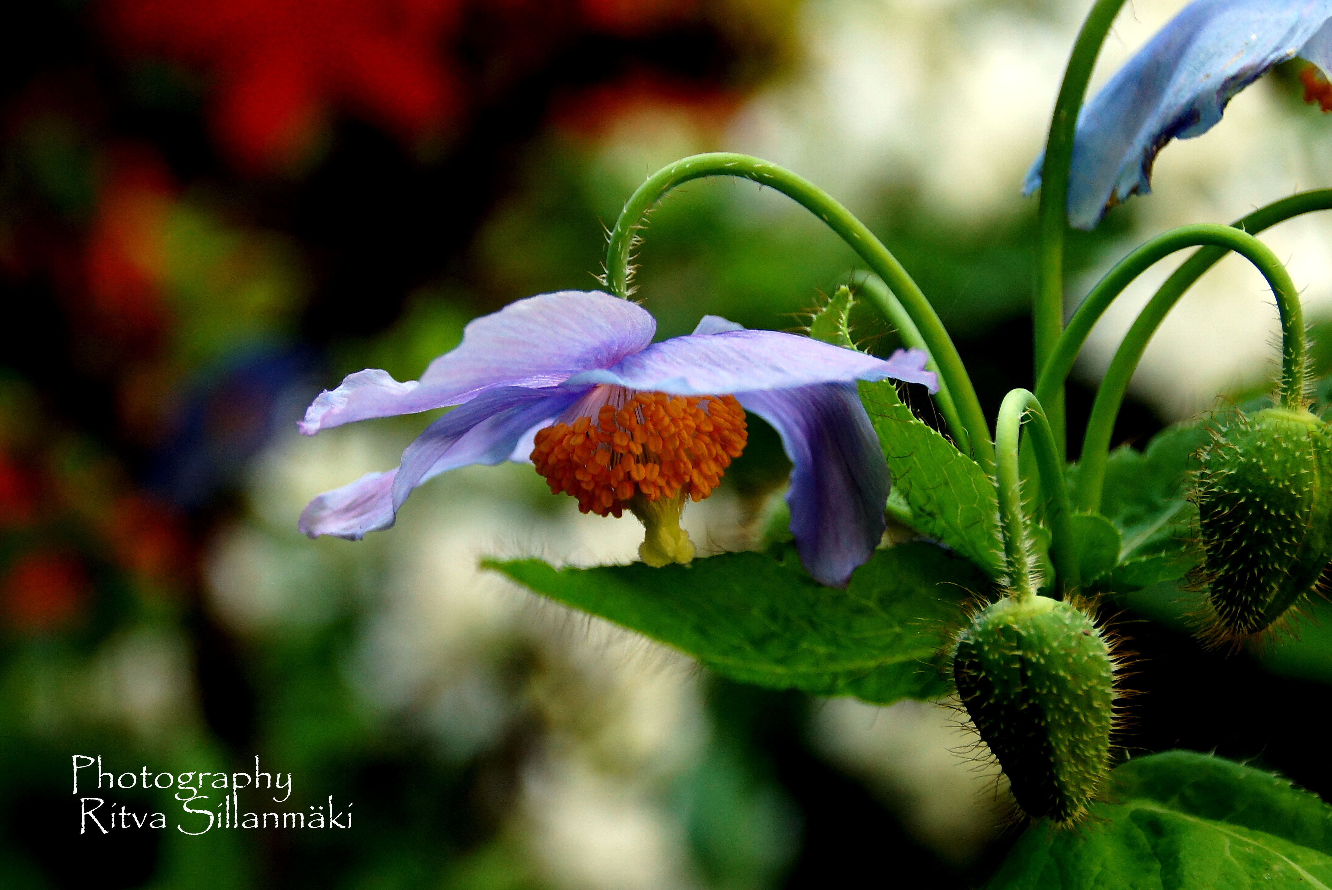 Himalayan blue poppy.JPG