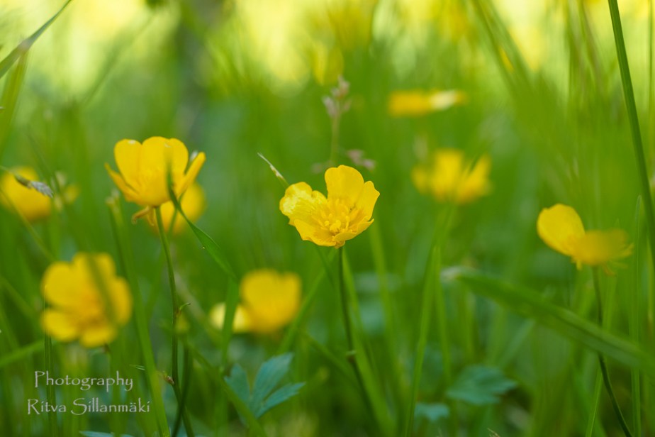 Buttercups