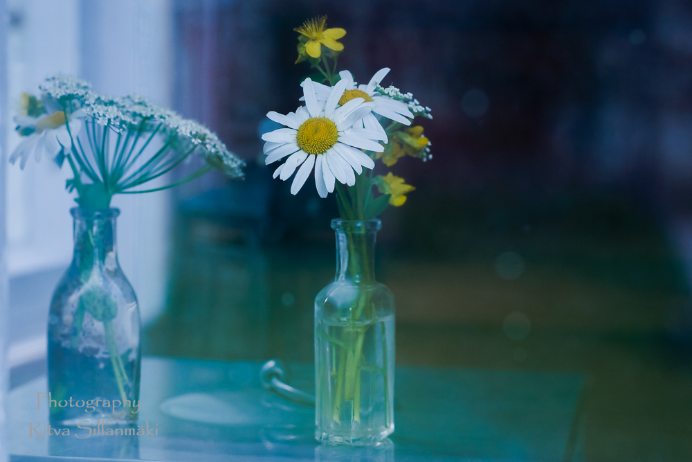 24062016-nature (47)