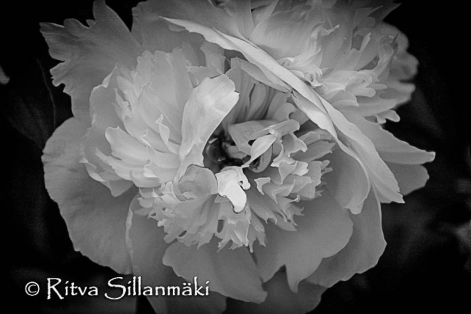 Peony - Ritva Sillanmäki (1 of 1)