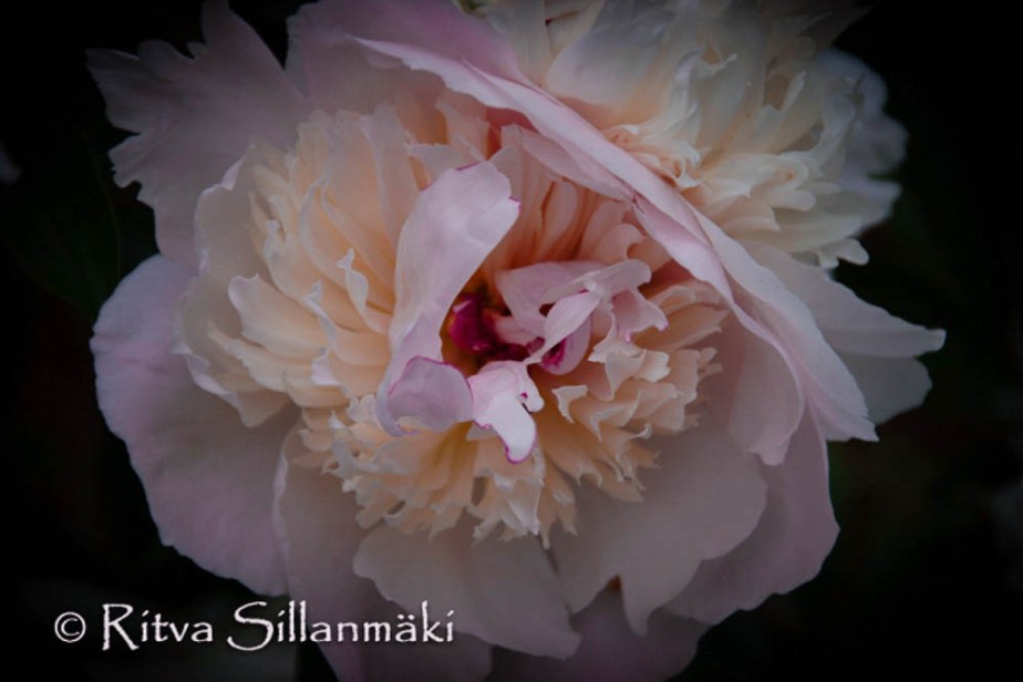 Peony