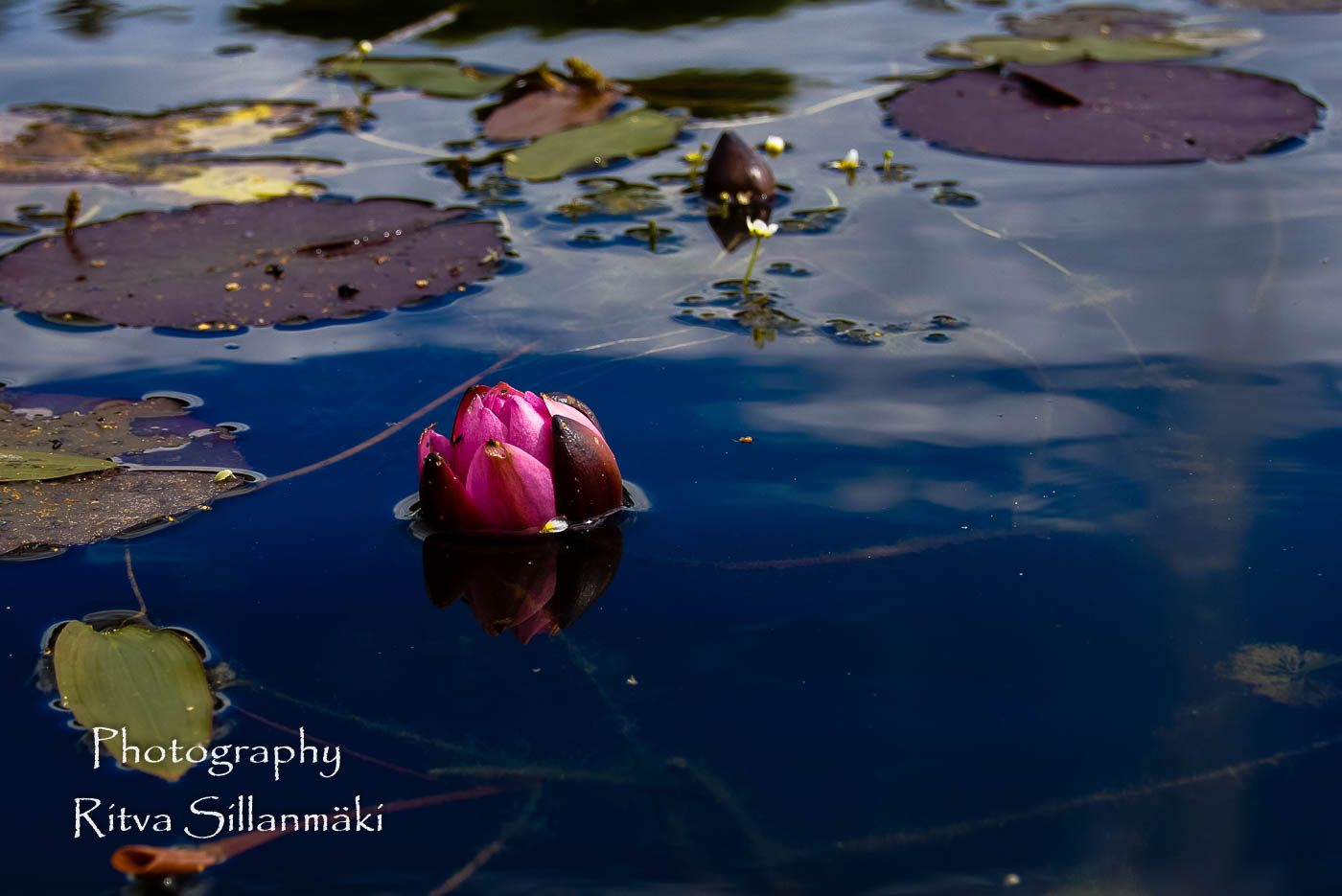 waterlillies-12