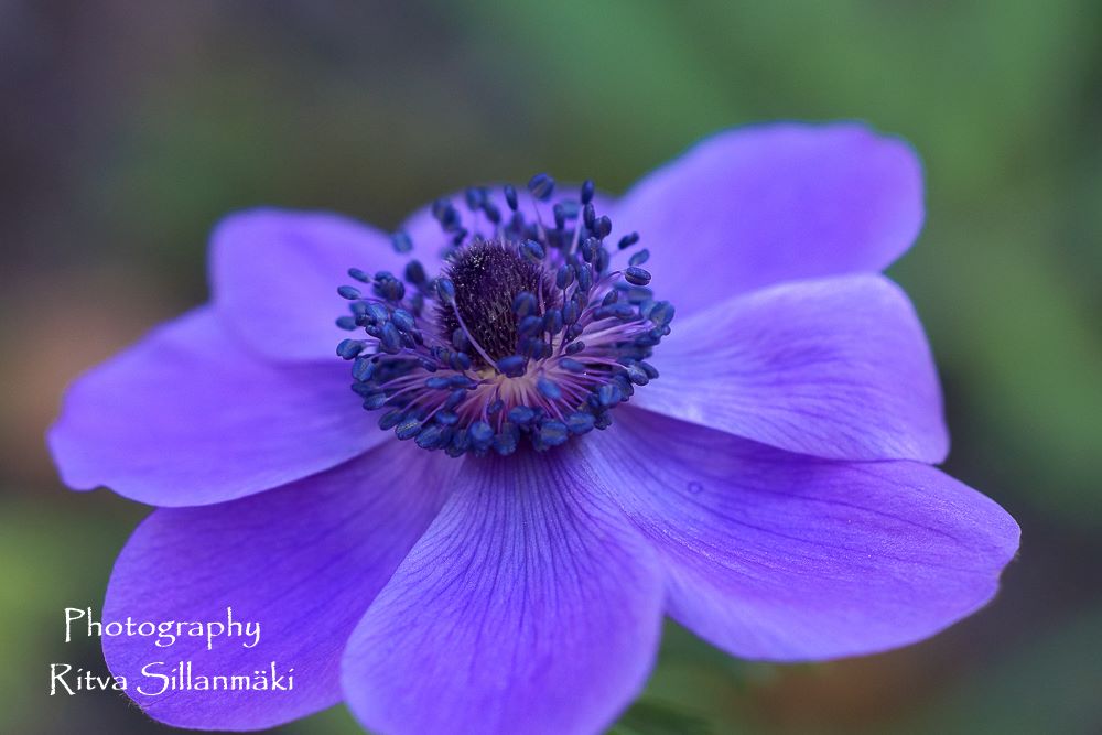 11834688_10153138648965875_4840390957358807988_o