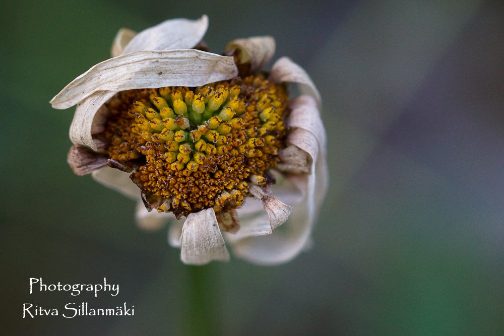 11921846_10153138649010875_139882240186037698_o