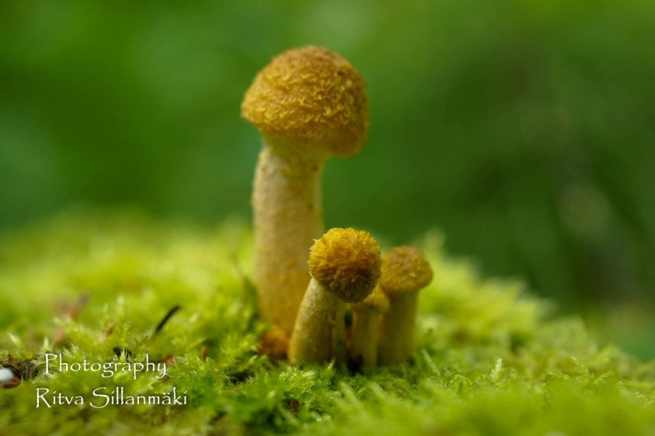 micro world-16