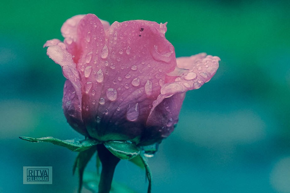 Pink Flower -Ritva Sillanmäki (3 of 4)