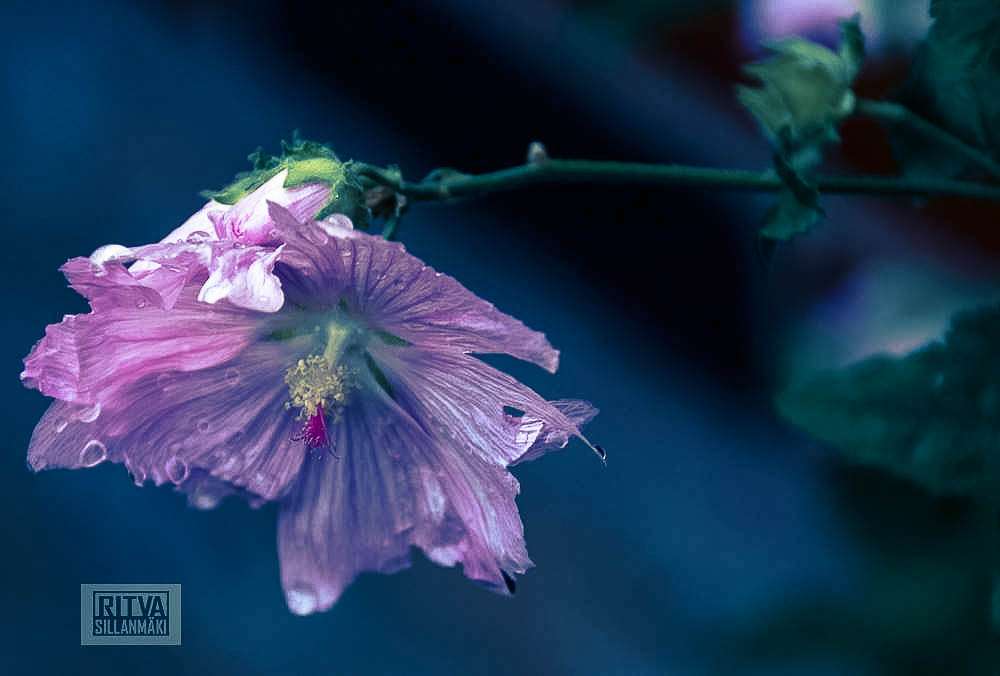 Pink Flower -Ritva Sillanmäki (4 of 4)